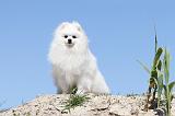 SPITZ ALLEMAND 166